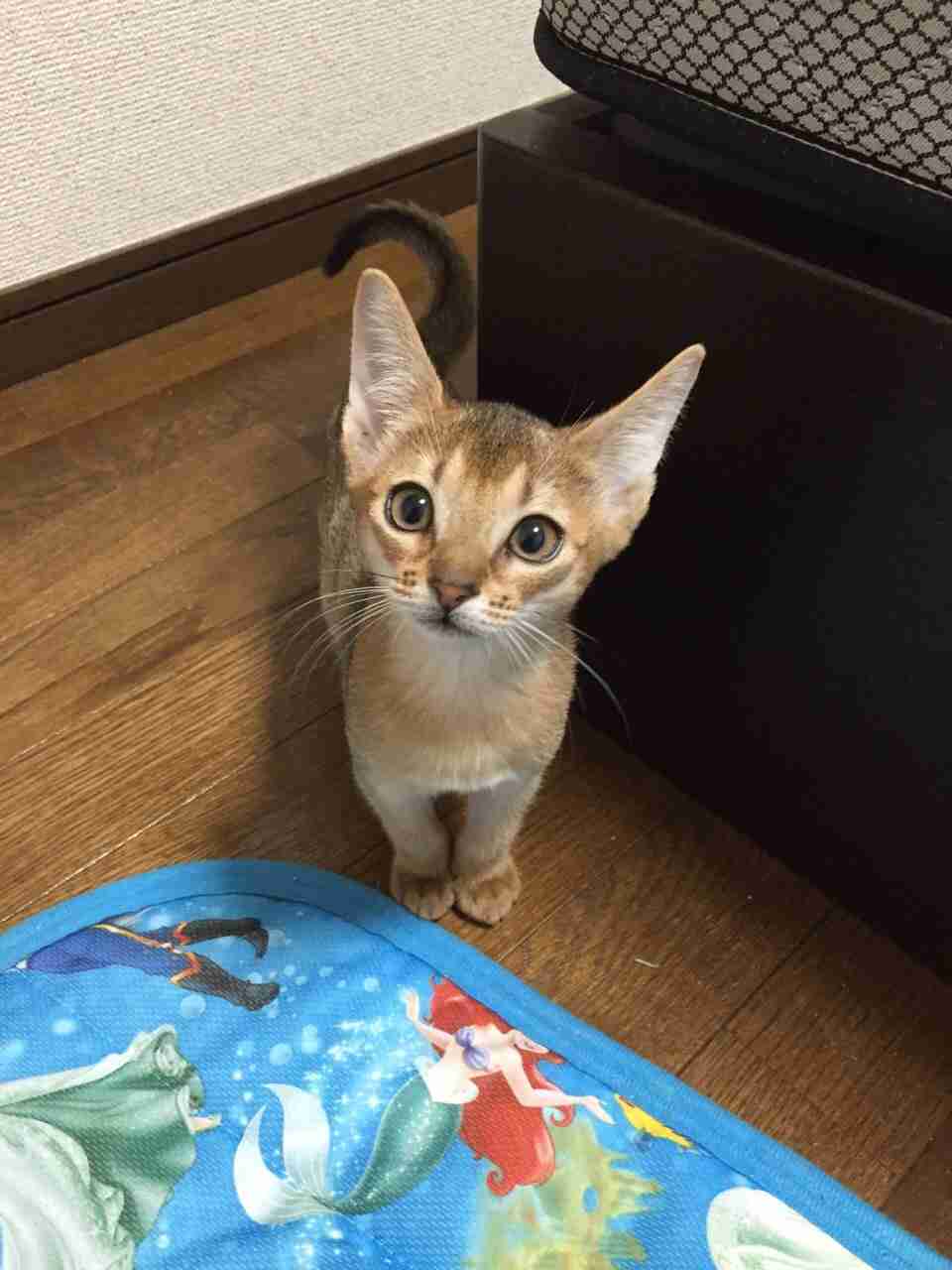 ガルちゃん猫カフェ本日オープン♪