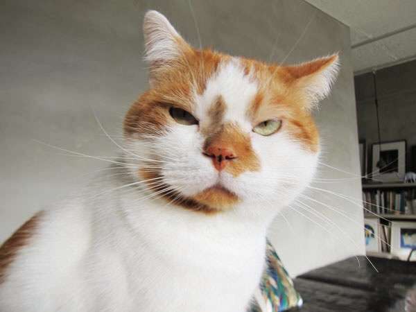 ガルちゃん猫カフェ本日オープン♪