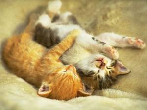 ガルちゃん猫カフェ本日オープン♪