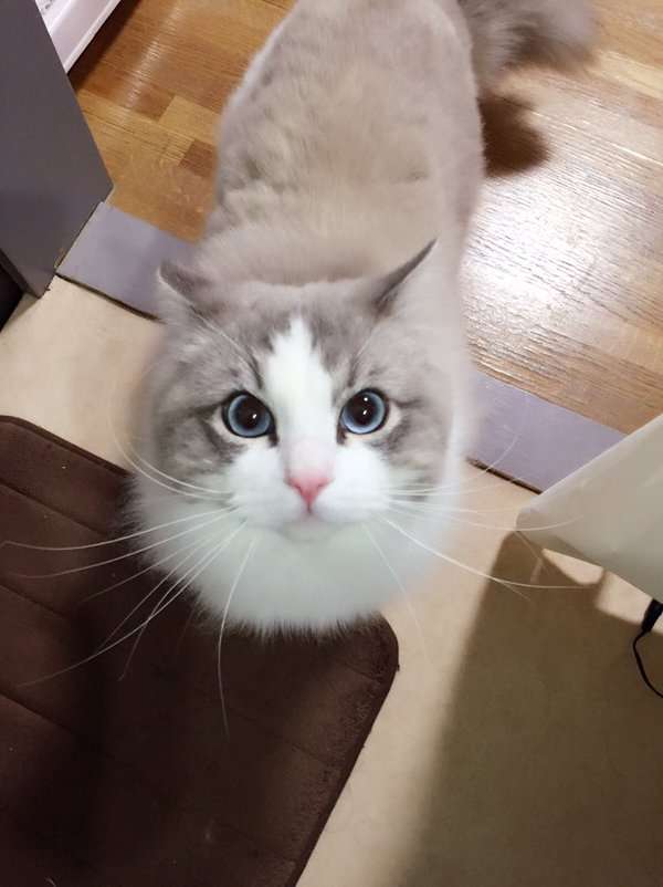 ガルちゃん猫カフェ本日オープン♪