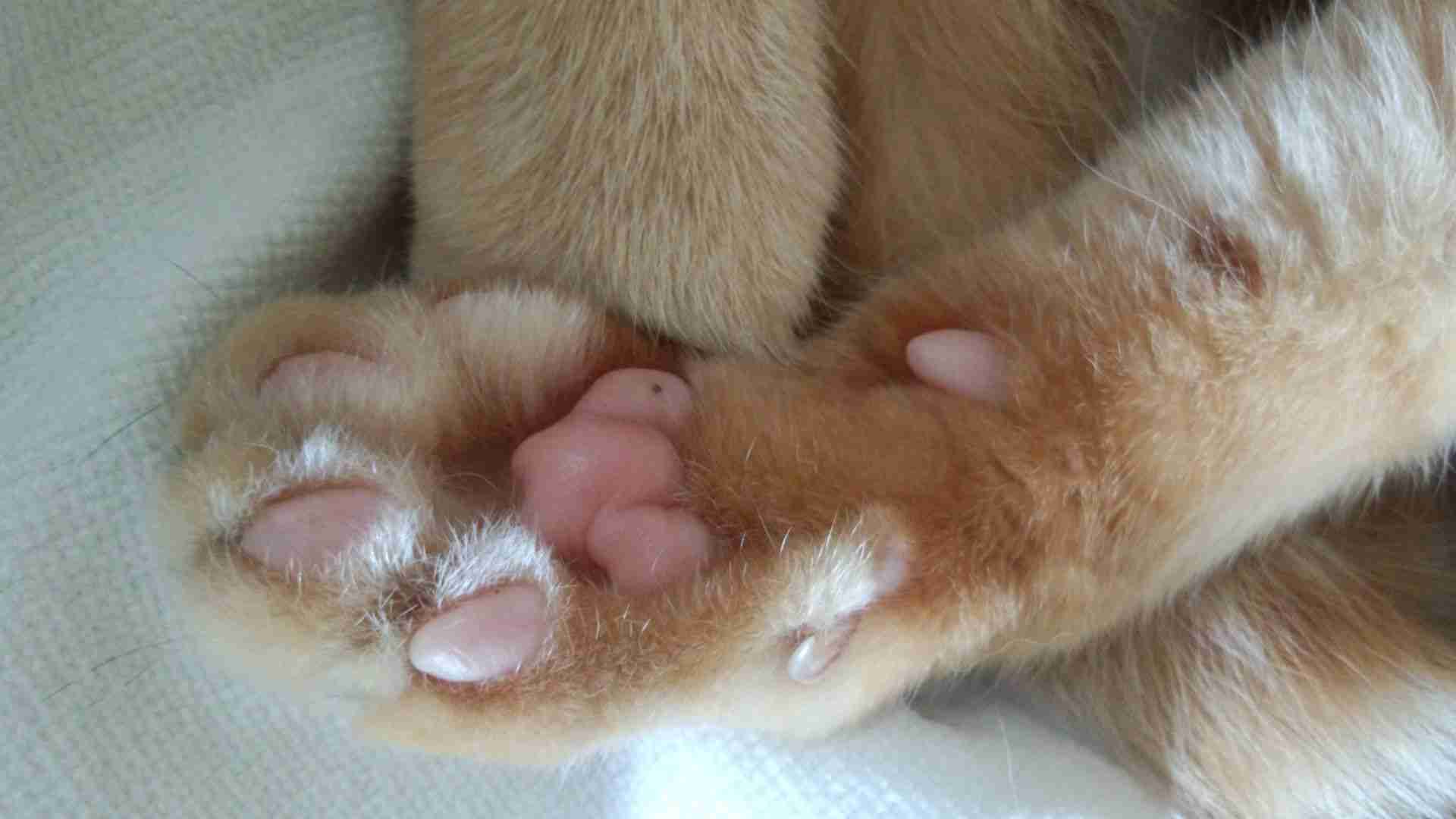 ガルちゃん猫カフェ本日オープン♪