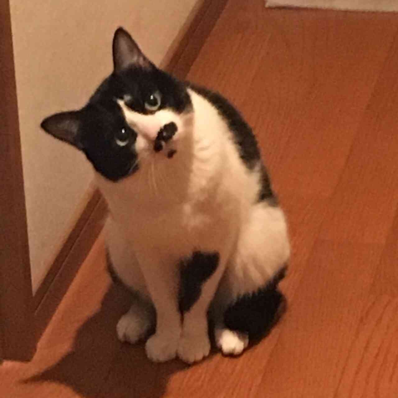 ガルちゃん猫カフェ本日オープン♪