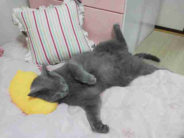 ガルちゃん猫カフェ本日オープン♪