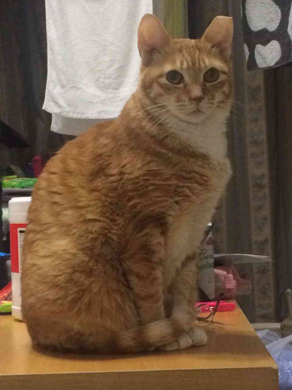 ガルちゃん猫カフェ本日オープン♪