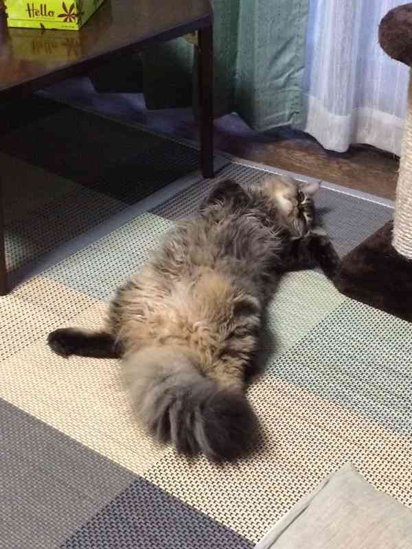 ガルちゃん猫カフェ本日オープン♪