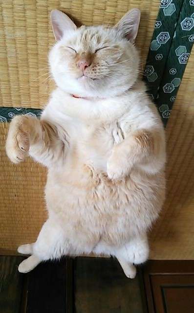 ガルちゃん猫カフェ本日オープン♪