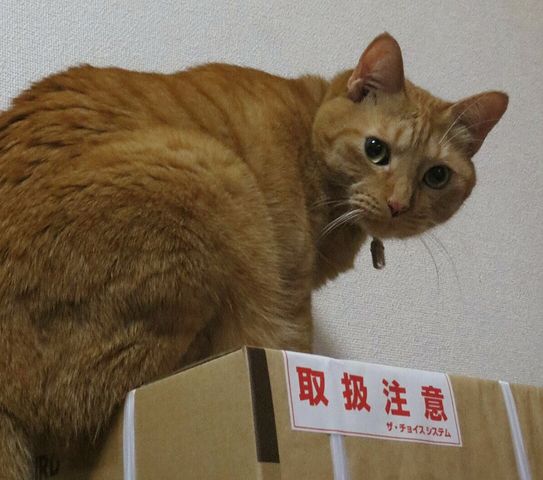 ガルちゃん猫カフェ本日オープン♪