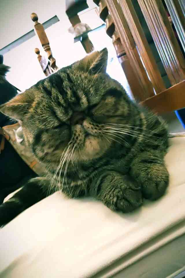ガルちゃん猫カフェ本日オープン♪