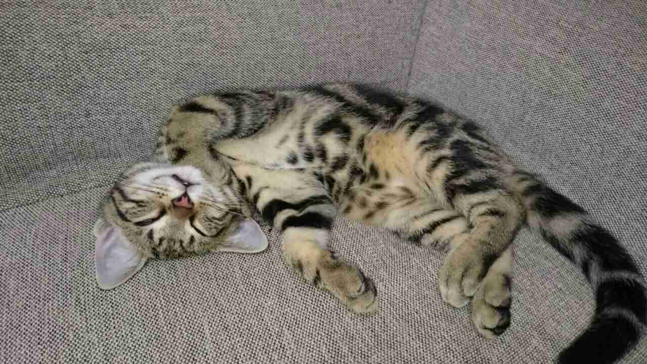 ガルちゃん猫カフェ本日オープン♪