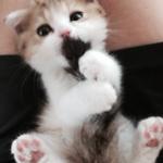ガルちゃん猫カフェ本日オープン♪