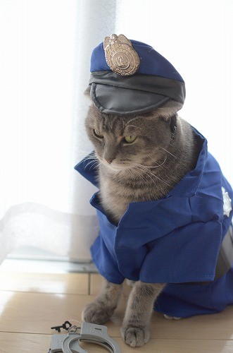 ガルちゃん猫カフェ本日オープン♪