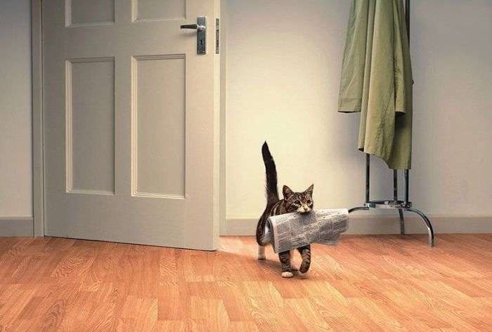 ガルちゃん猫カフェ本日オープン♪