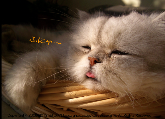 ガルちゃん猫カフェ本日オープン♪