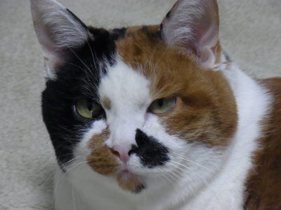 ガルちゃん猫カフェ本日オープン♪
