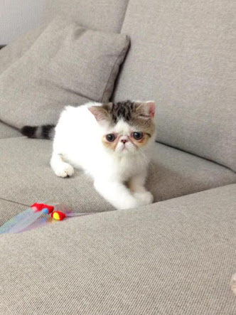 ガルちゃん猫カフェ本日オープン♪