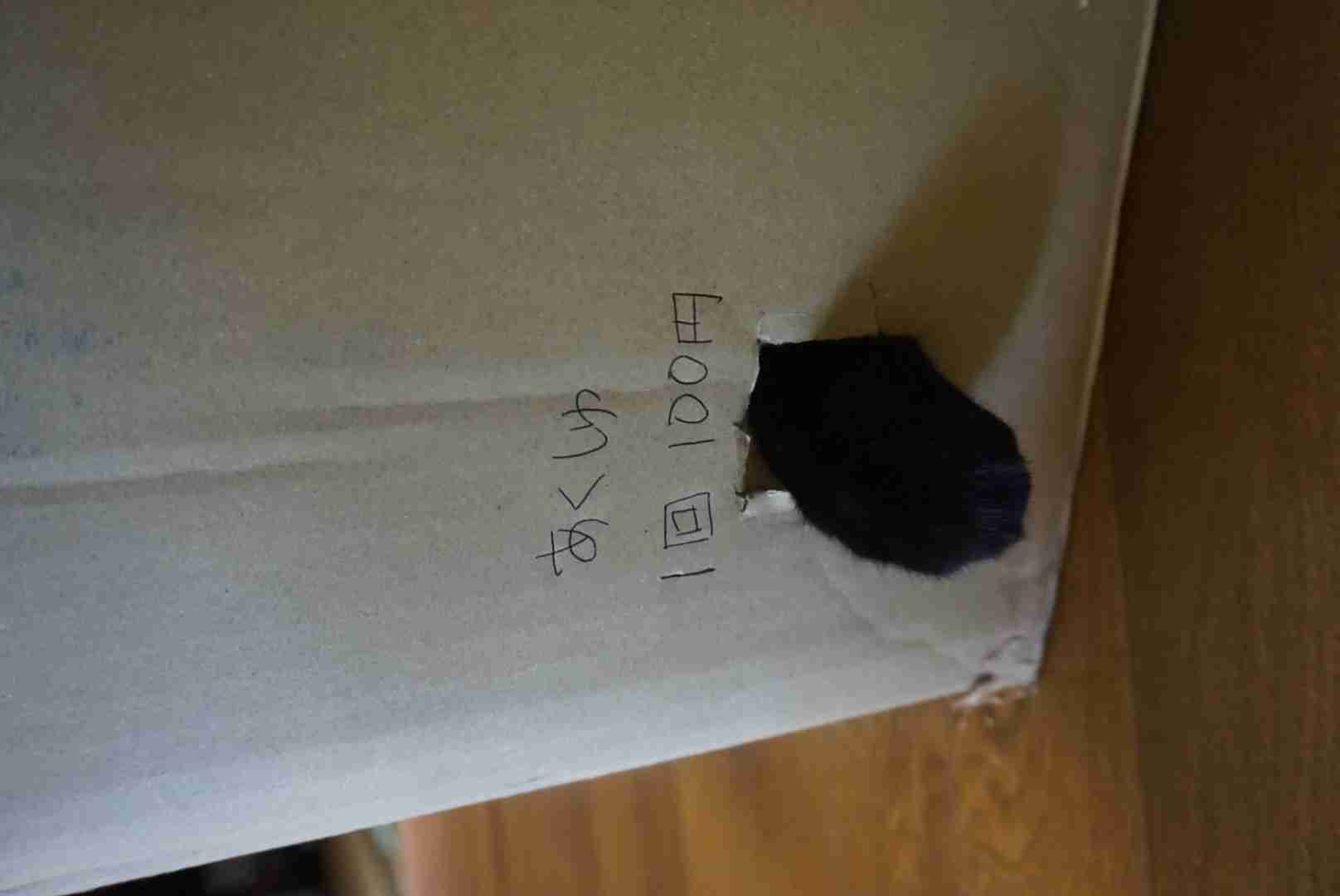 ガルちゃん猫カフェ本日オープン♪
