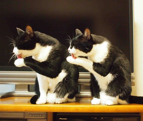 ガルちゃん猫カフェ本日オープン♪