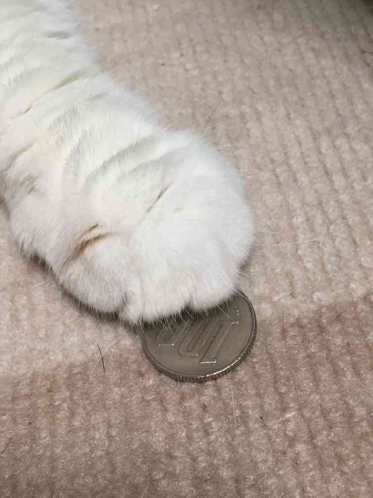 ガルちゃん猫カフェ本日オープン♪