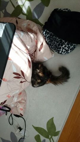 ガルちゃん猫カフェ本日オープン♪