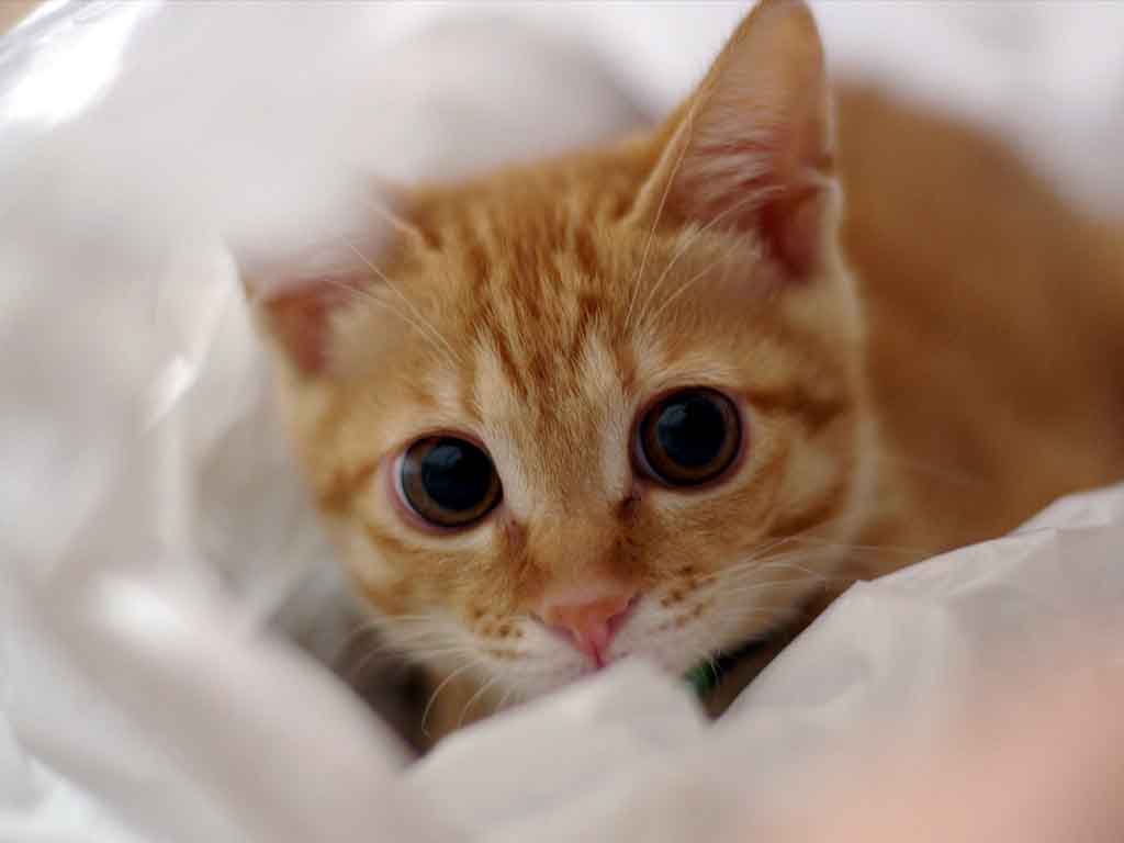 ガルちゃん猫カフェ本日オープン♪