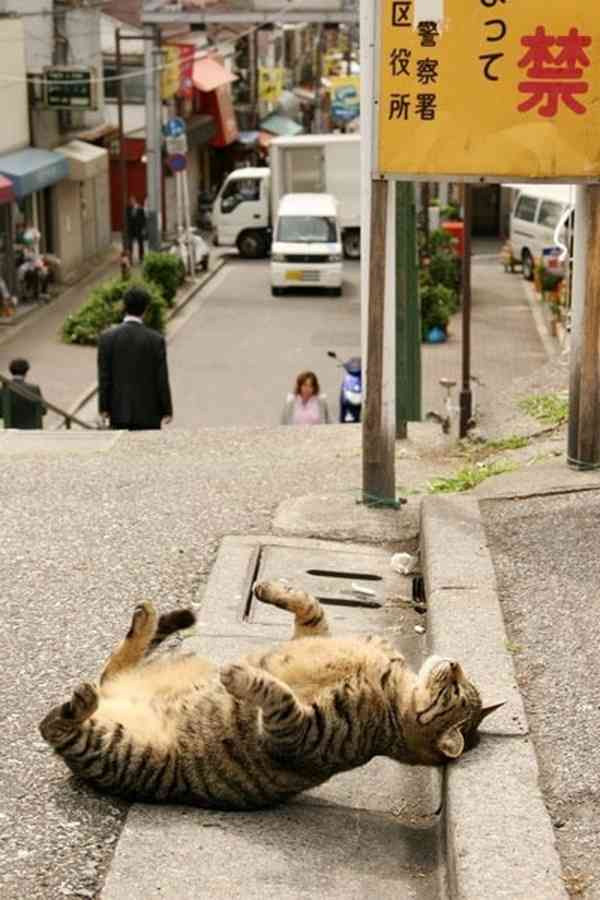ガルちゃん猫カフェ本日オープン♪
