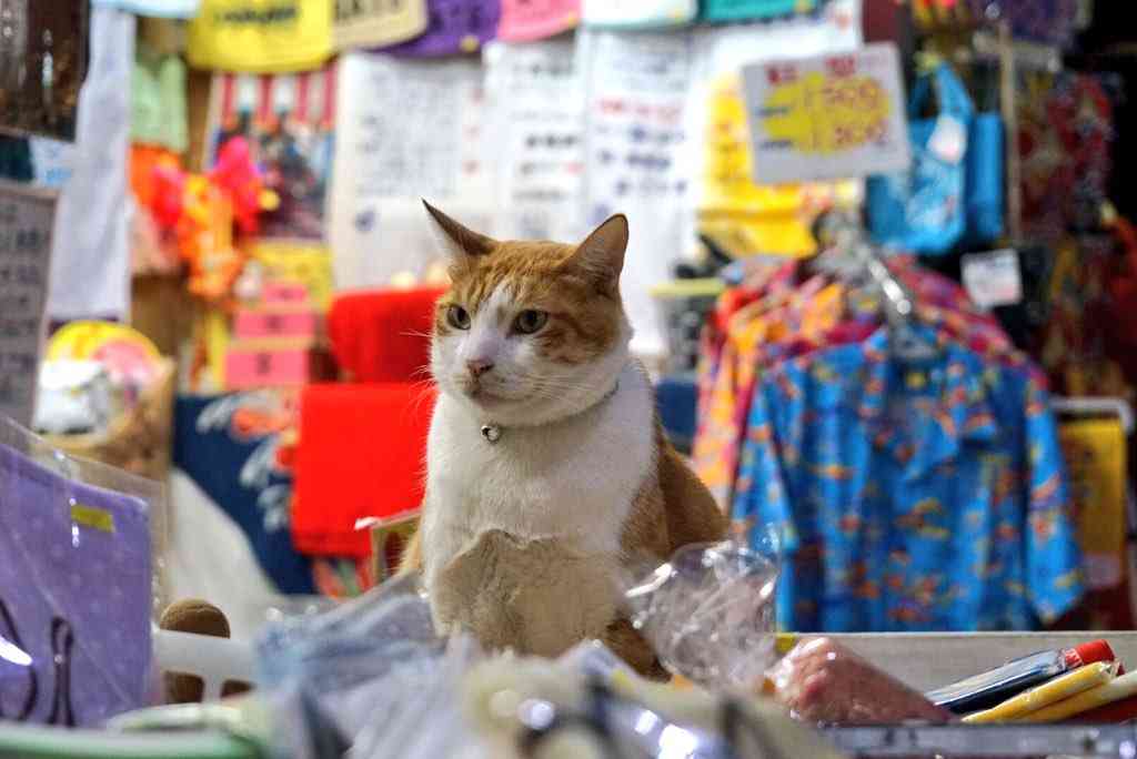 ガルちゃん猫カフェ本日オープン♪