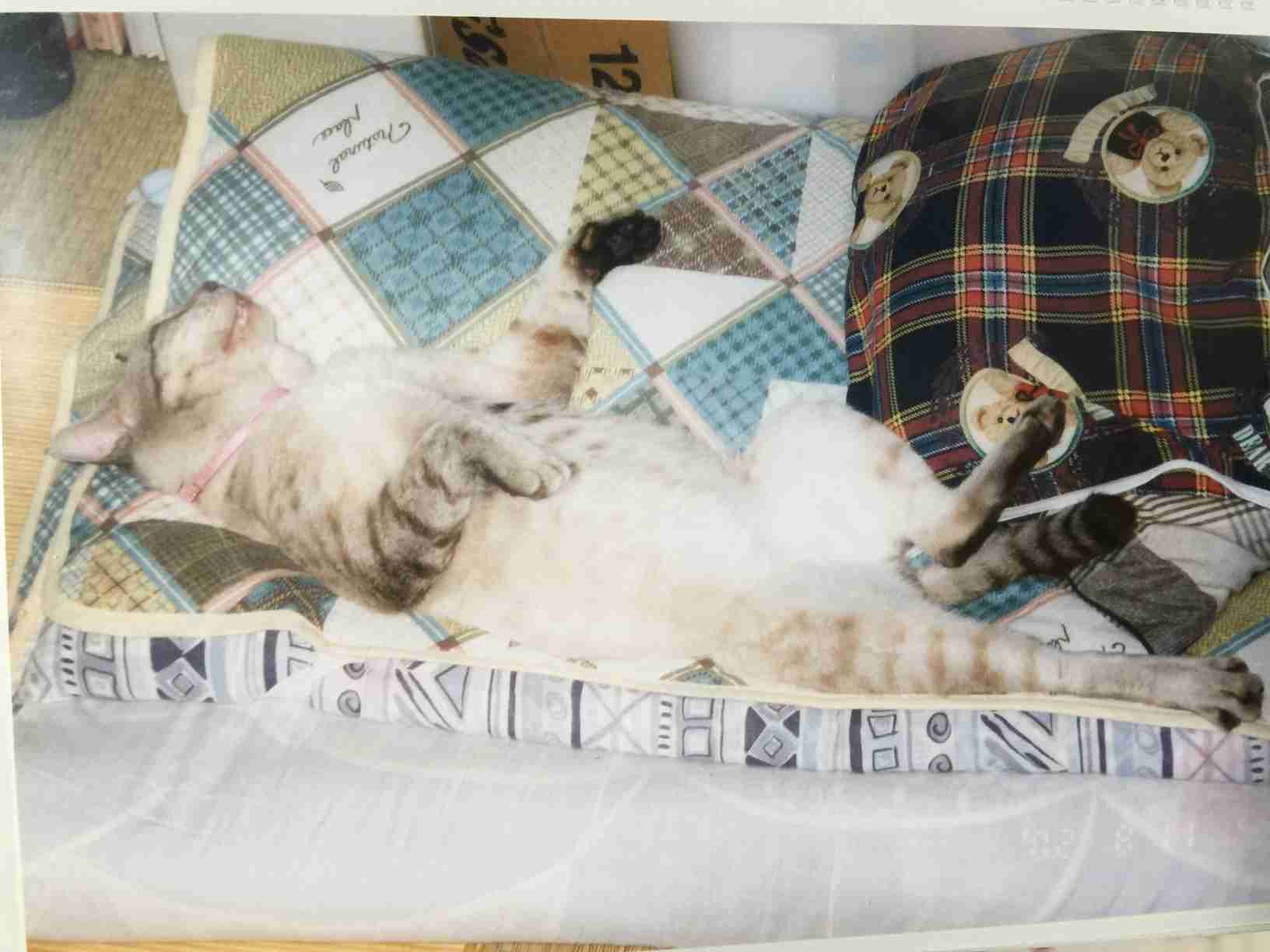 ガルちゃん猫カフェ本日オープン♪