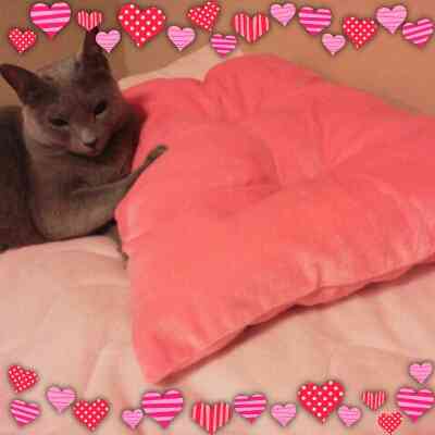 ガルちゃん猫カフェ本日オープン♪