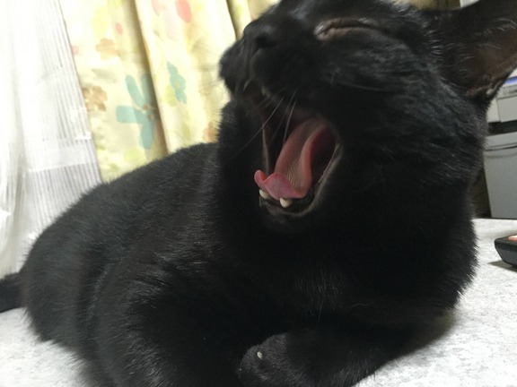 ガルちゃん猫カフェ本日オープン♪