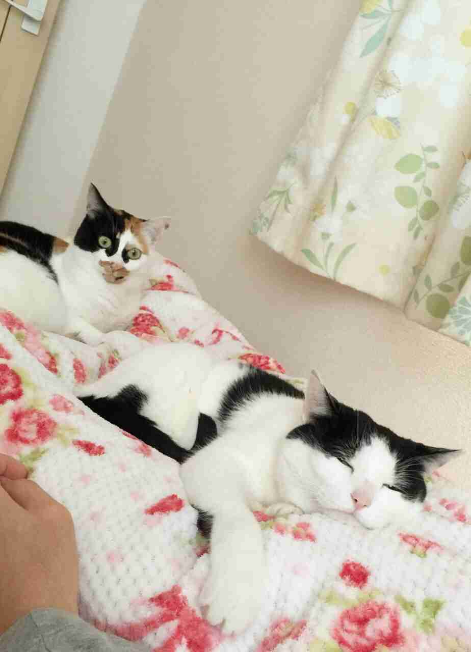 ガルちゃん猫カフェ本日オープン♪