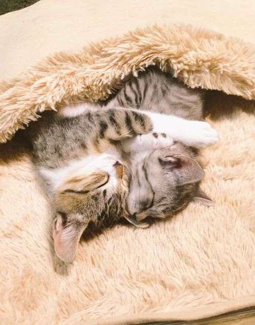 ガルちゃん猫カフェ本日オープン♪
