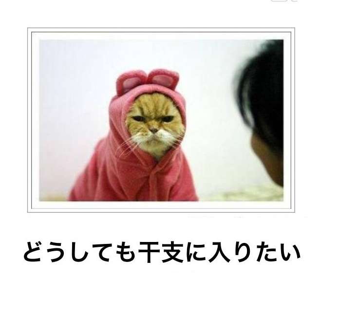 ガルちゃん猫カフェ本日オープン♪