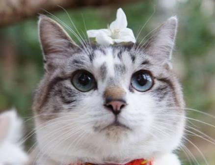 ガルちゃん猫カフェ本日オープン♪