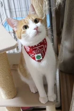 ガルちゃん猫カフェ本日オープン♪