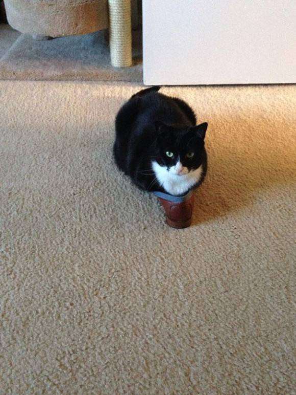 ガルちゃん猫カフェ本日オープン♪