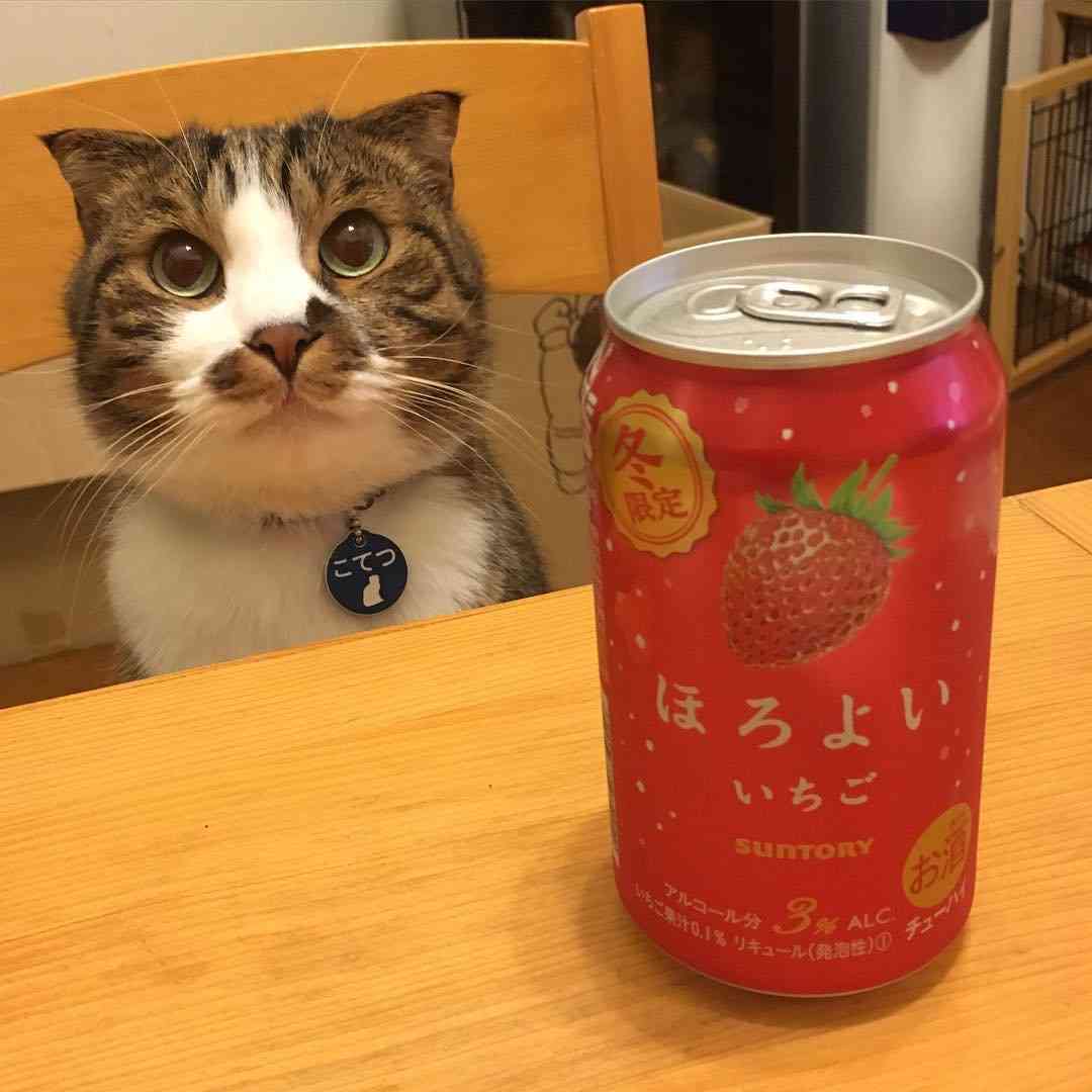 ガルちゃん猫カフェ本日オープン♪