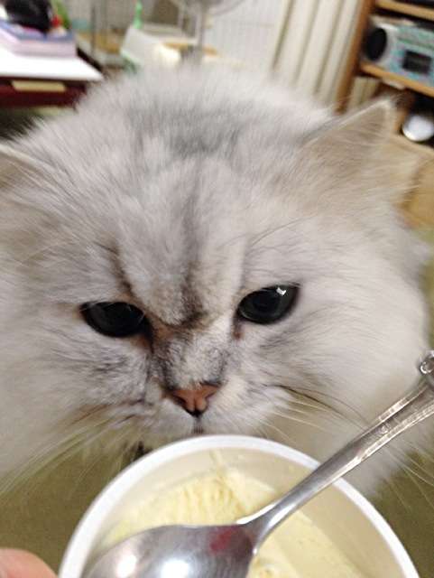 ガルちゃん猫カフェ本日オープン♪