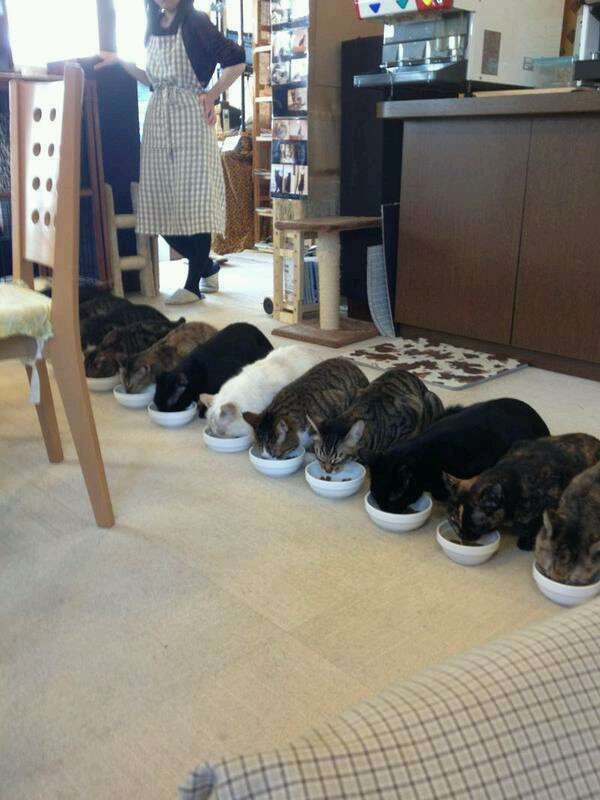 ガルちゃん猫カフェ本日オープン♪
