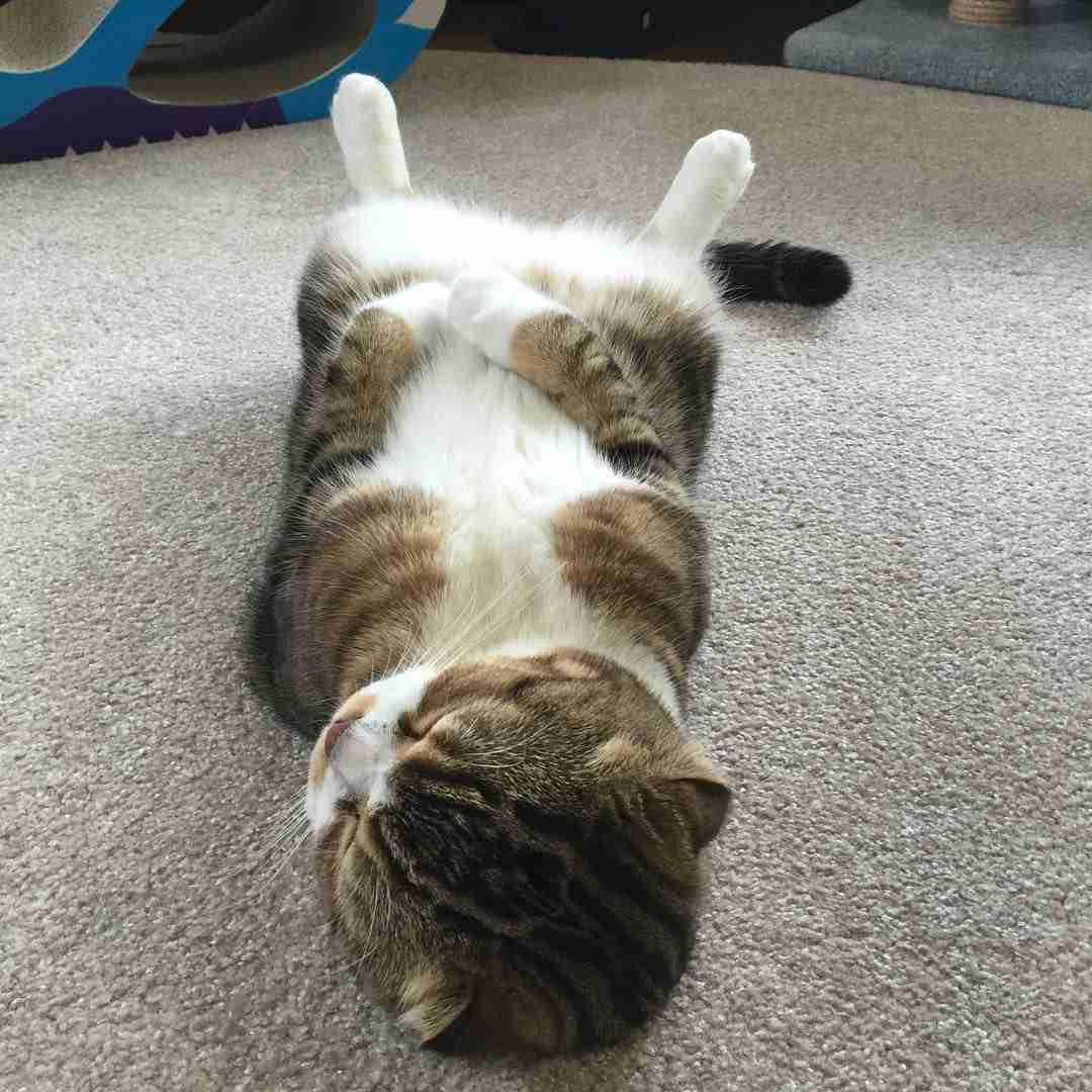ガルちゃん猫カフェ本日オープン♪