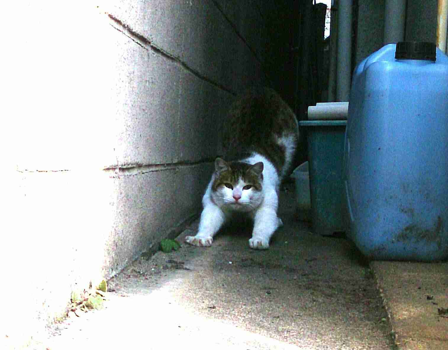ガルちゃん猫カフェ本日オープン♪