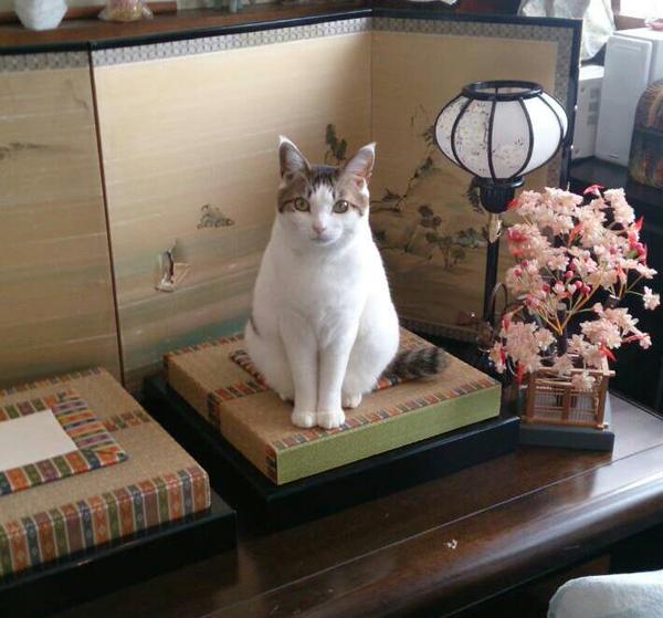 ガルちゃん猫カフェ本日オープン♪