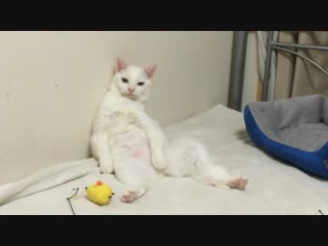ガルちゃん猫カフェ本日オープン♪