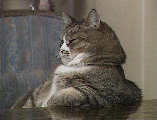 ガルちゃん猫カフェ本日オープン♪