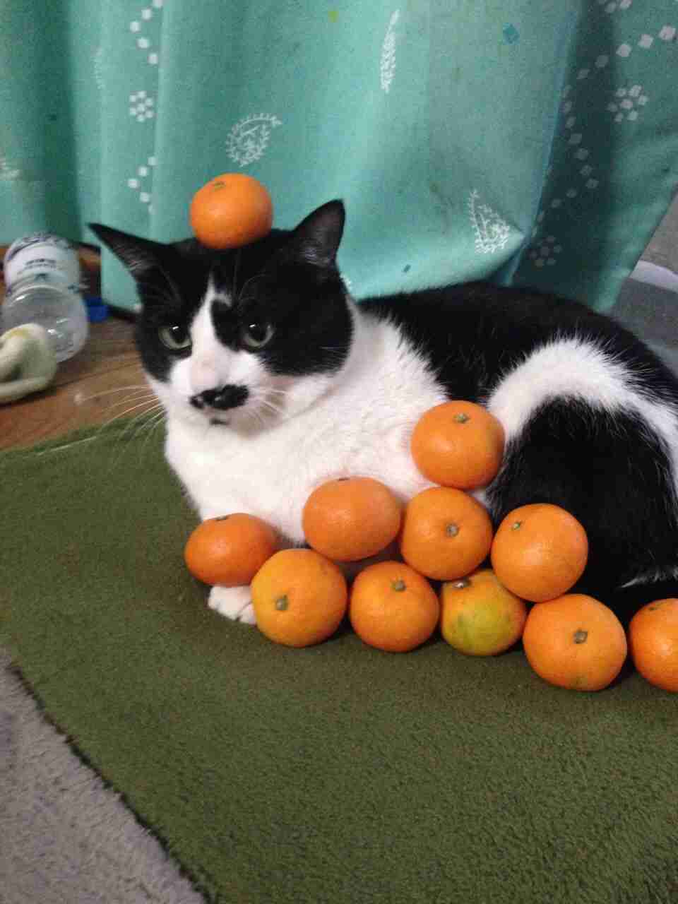 ガルちゃん猫カフェ本日オープン♪
