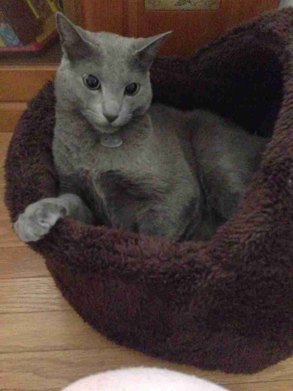 ガルちゃん猫カフェ本日オープン♪