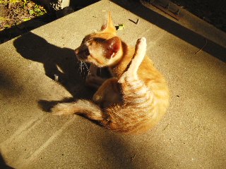 ガルちゃん猫カフェ本日オープン♪