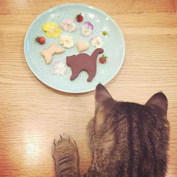 ガルちゃん猫カフェ本日オープン♪