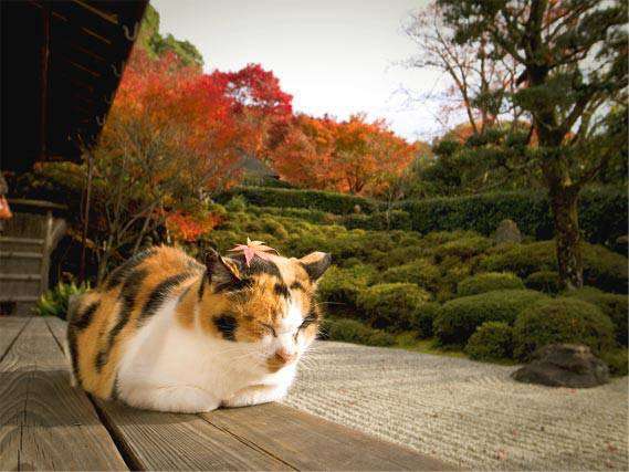 ガルちゃん猫カフェ本日オープン♪