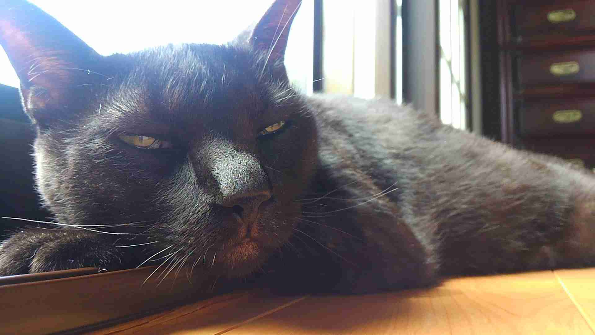 ガルちゃん猫カフェ本日オープン♪
