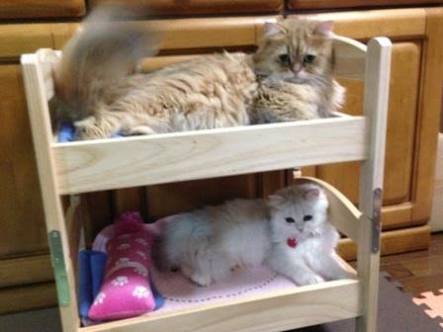 ガルちゃん猫カフェ本日オープン♪